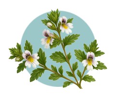 Eyebright